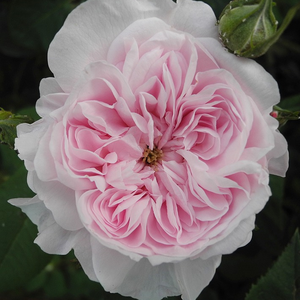 Fantin-Latour - rózsa - www.pharmarosa.com